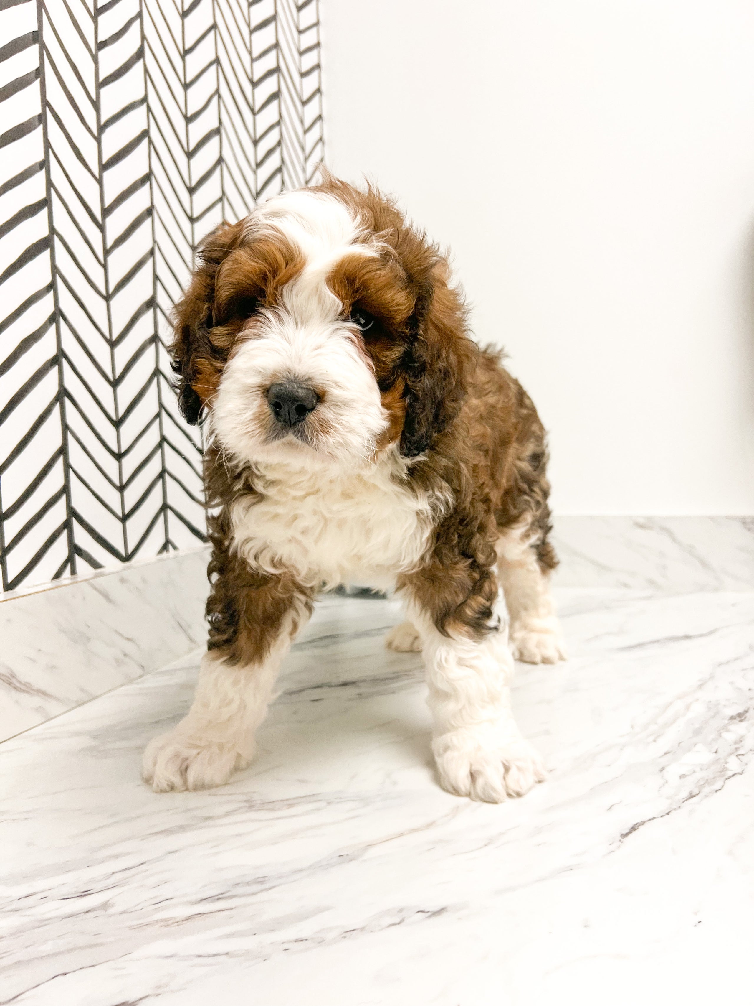 Rescue Teddy Mini Bernedoodle Male Farmhouse Furbabies