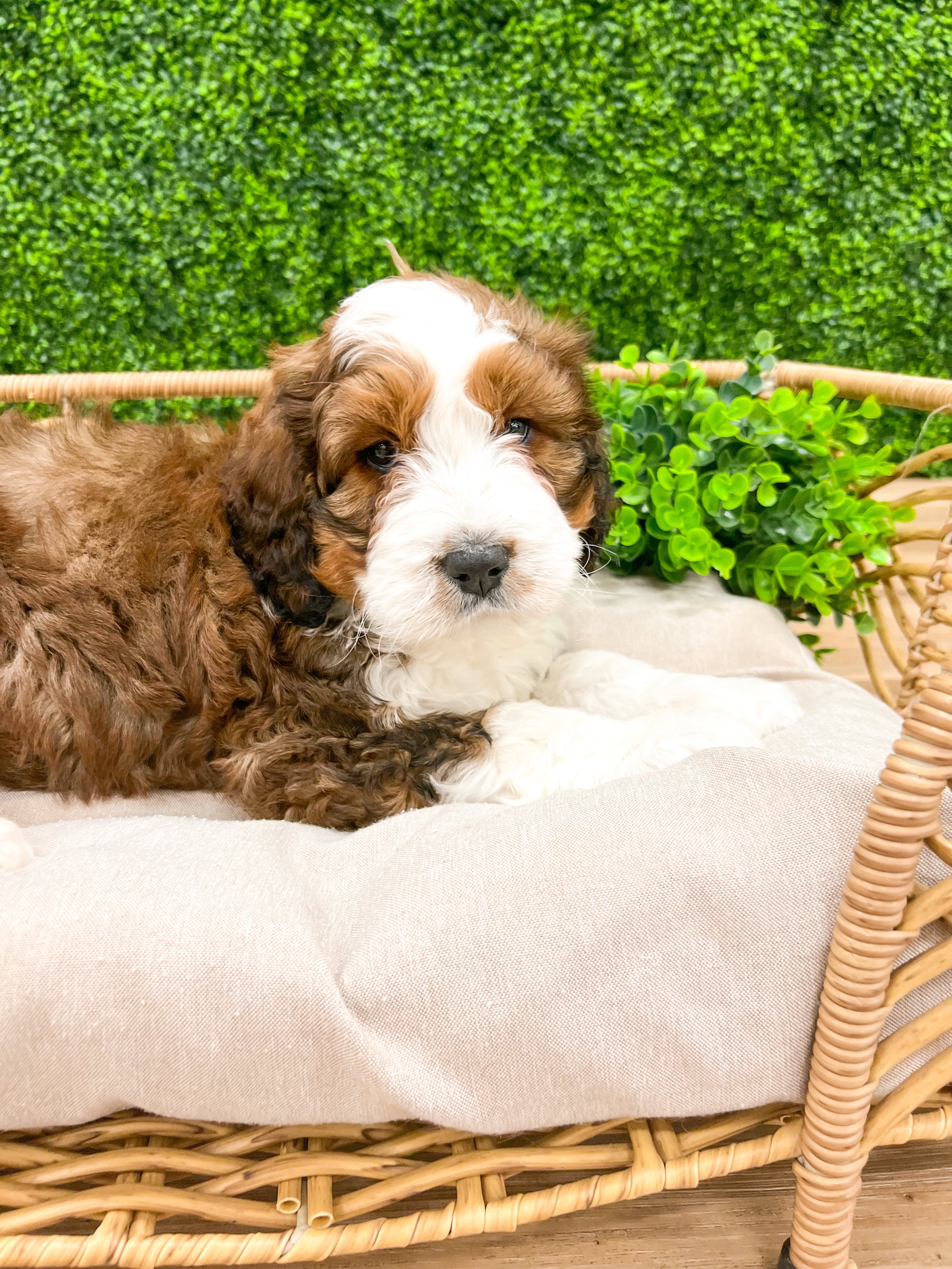 Bernedoodle top mini rescue