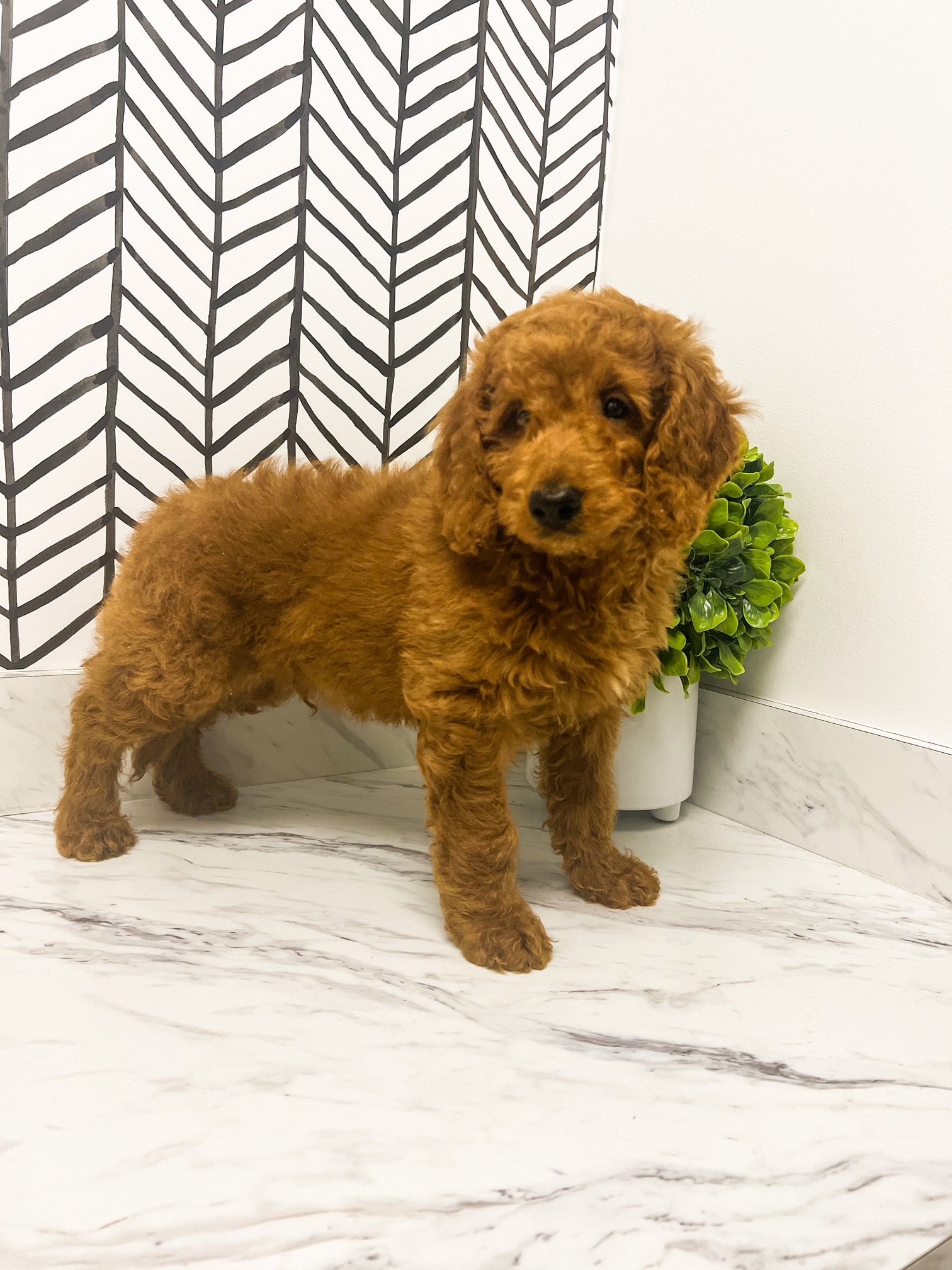 F1b miniature goldendoodle sales