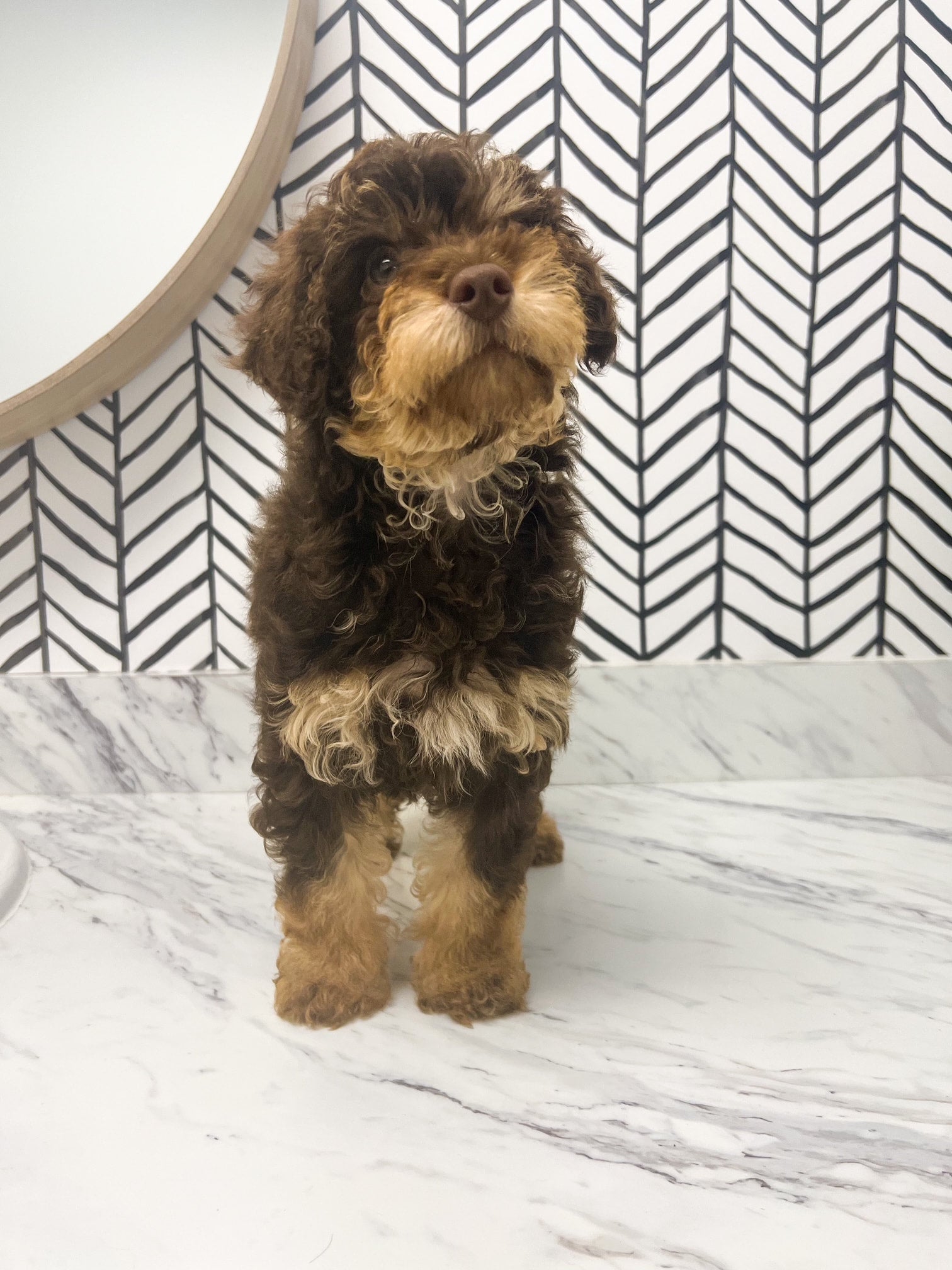 F1bb bernedoodle sales