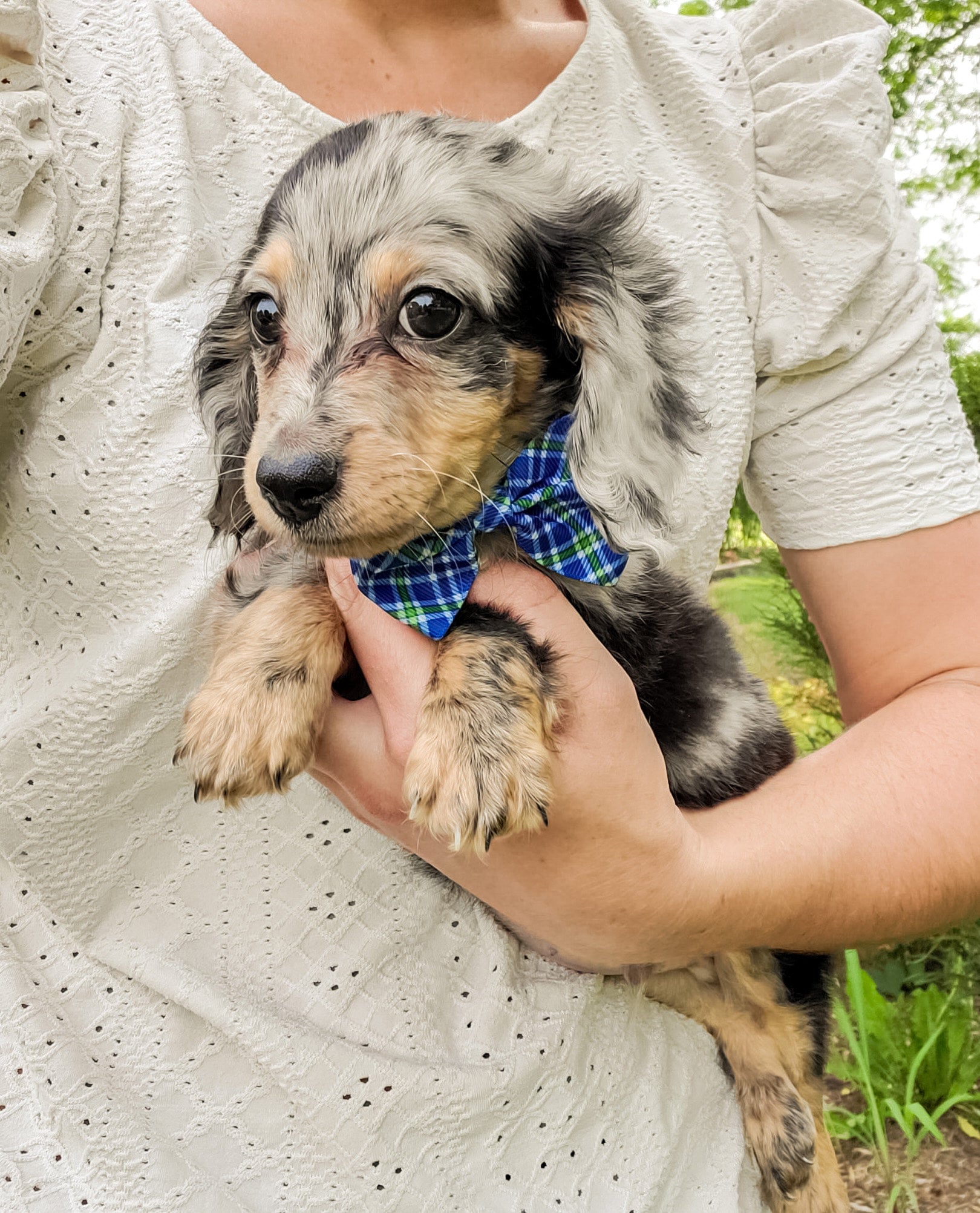 Mini dapple dachshund long haired top