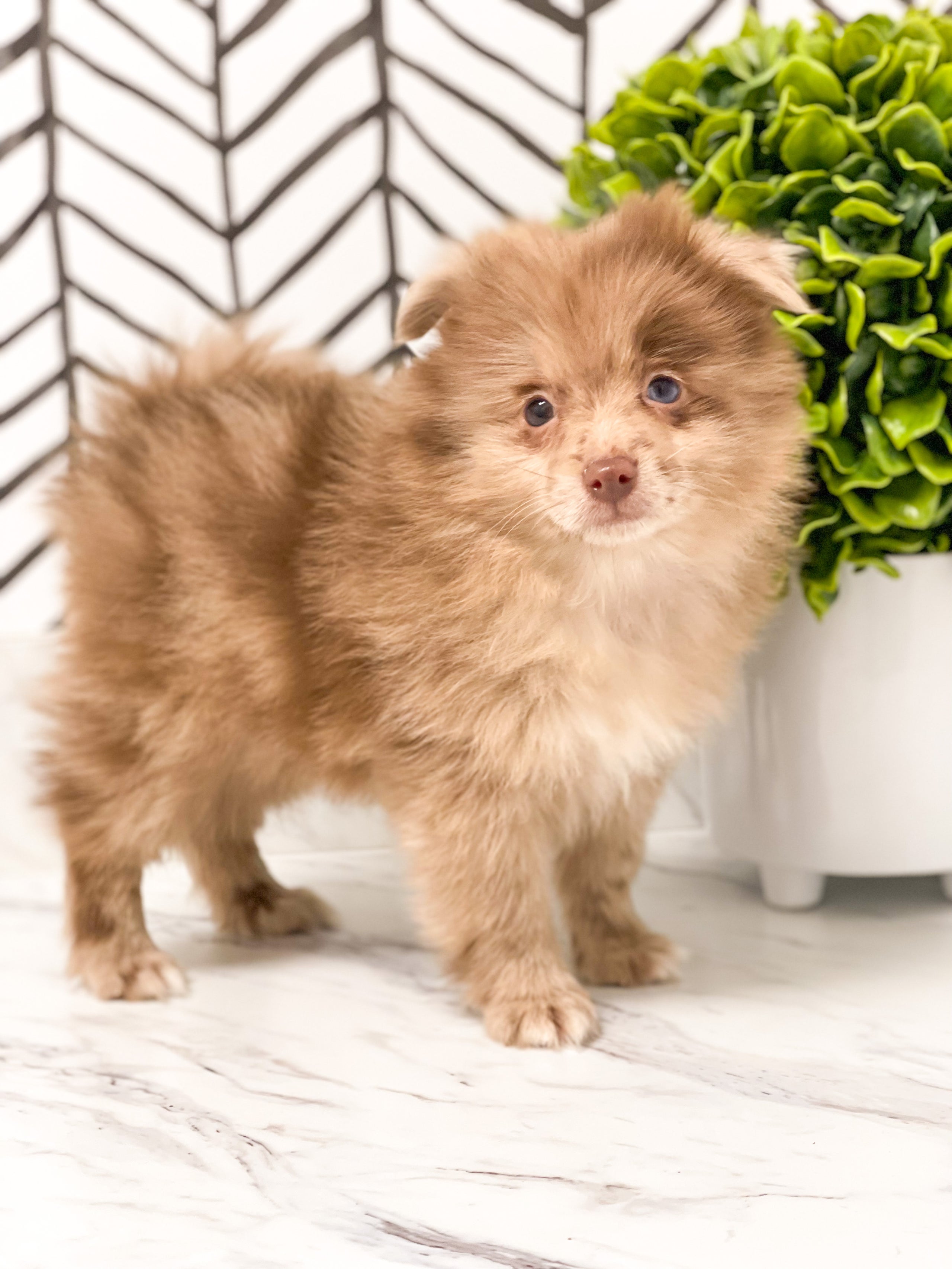 On hold Fire Ball Red Merle Pomeranian Male Farmhouse Furbabies