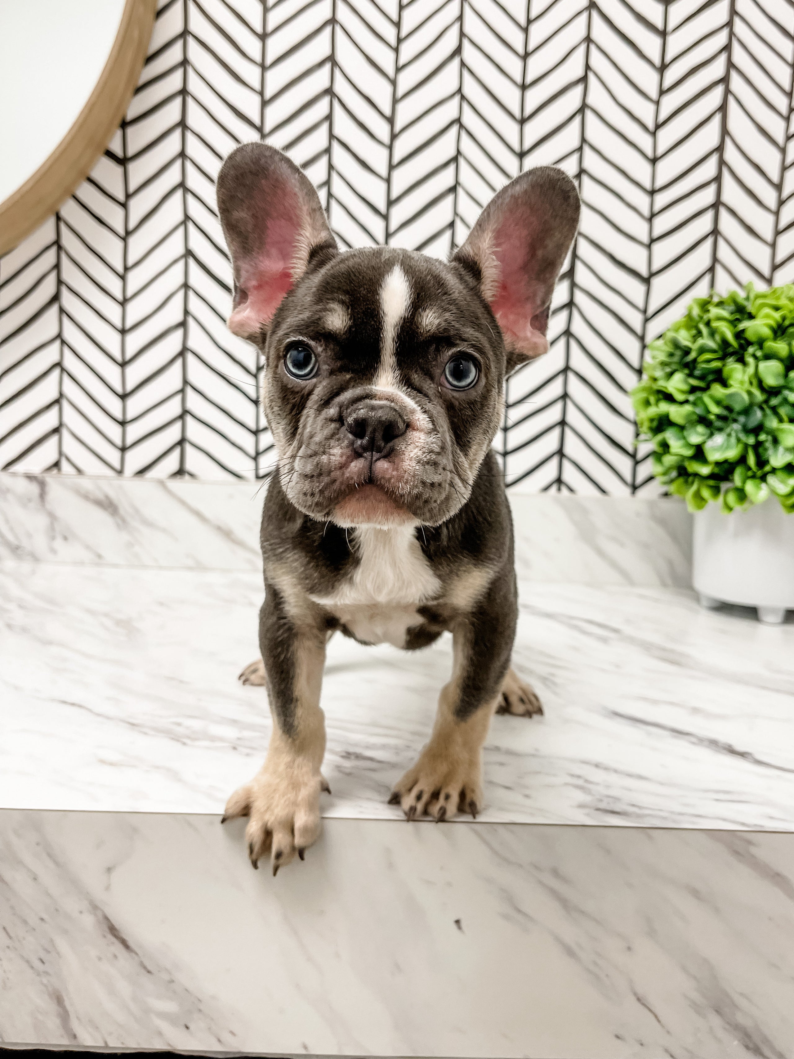 Grey Male French Bulldog Farmhouse Furbabies