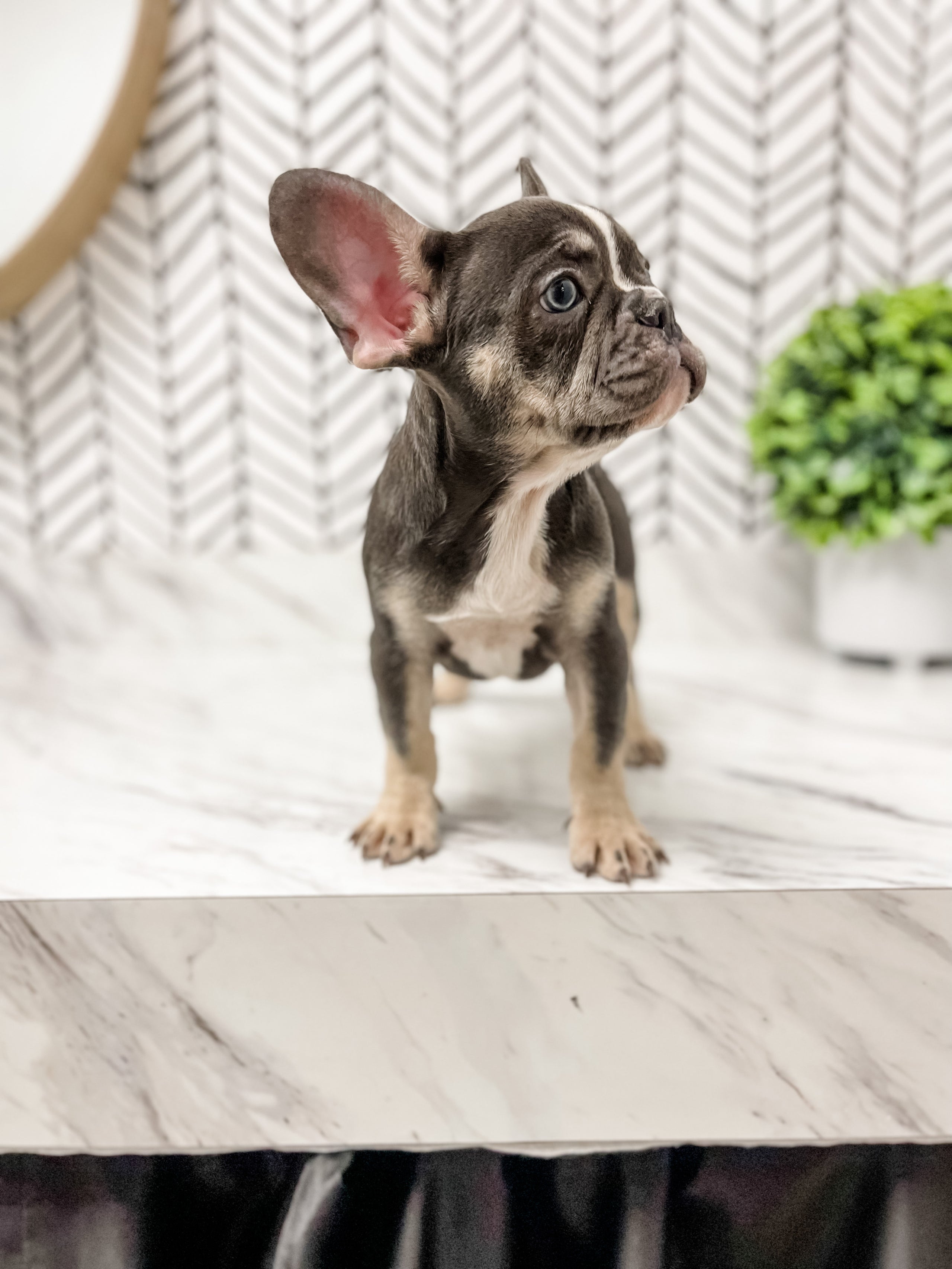 Mr grey sale french bulldog