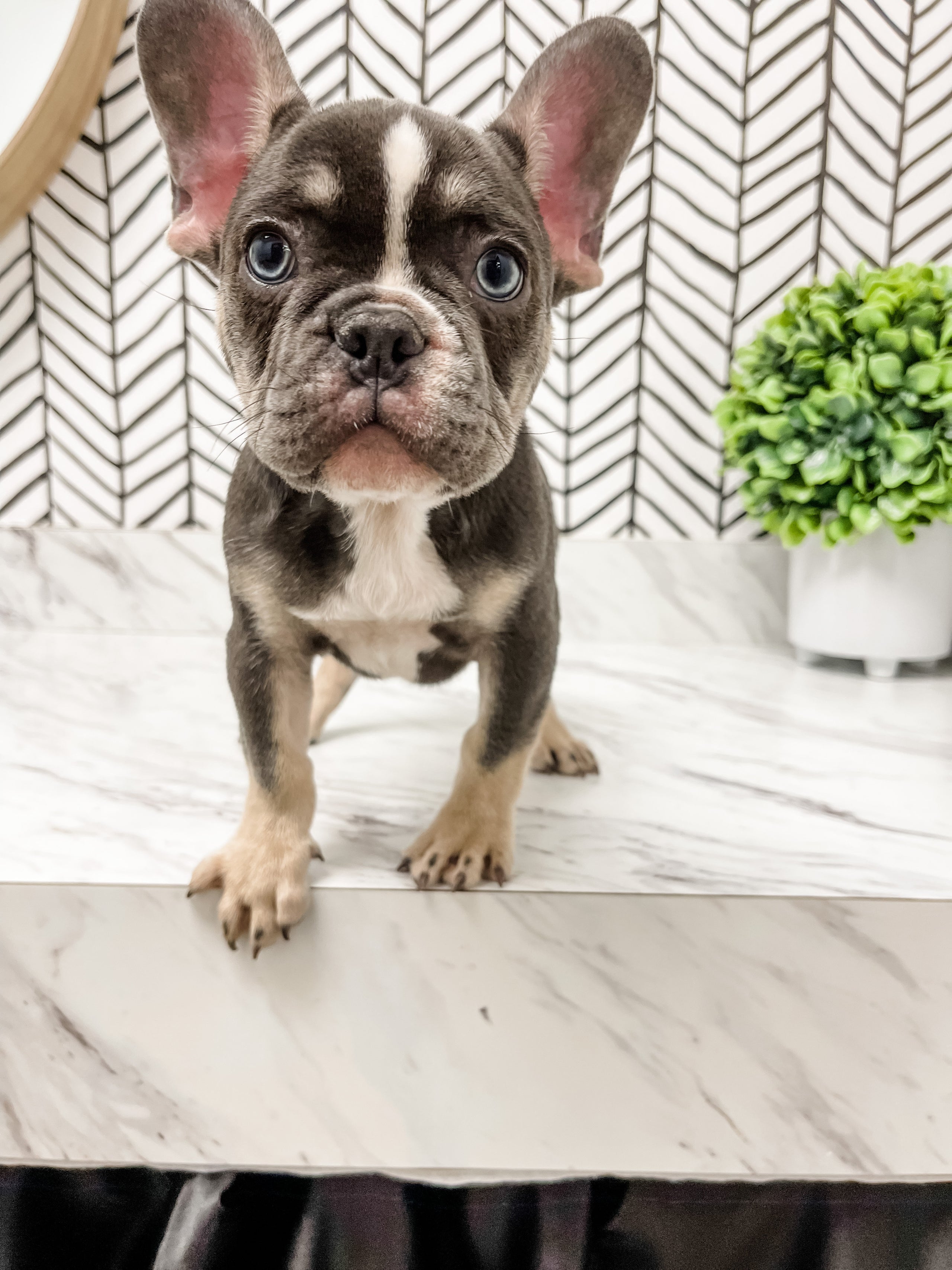 Mr grey sale french bulldog