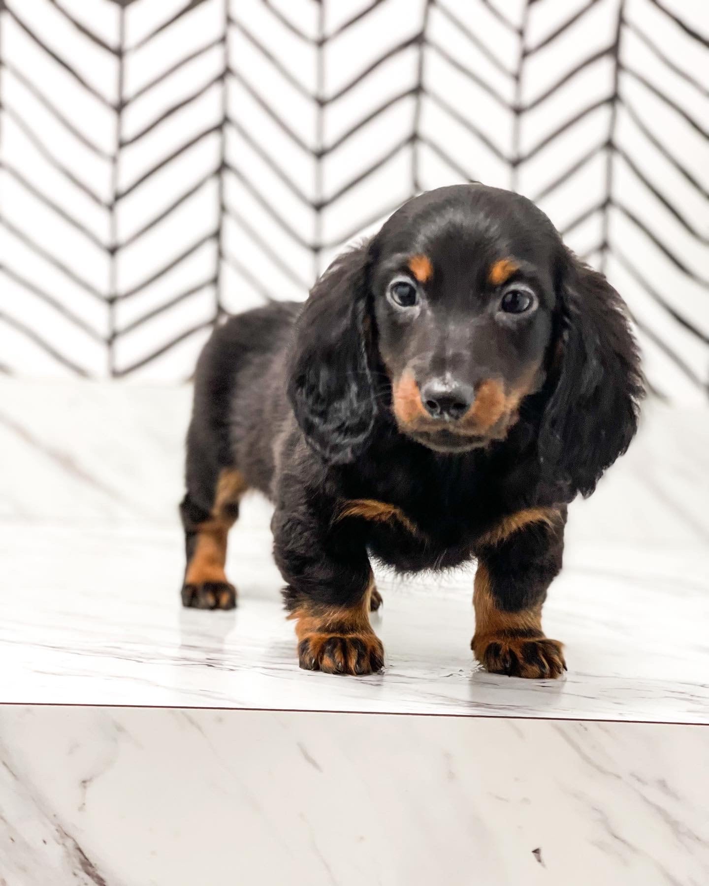 Long haired dachshund shedding clearance