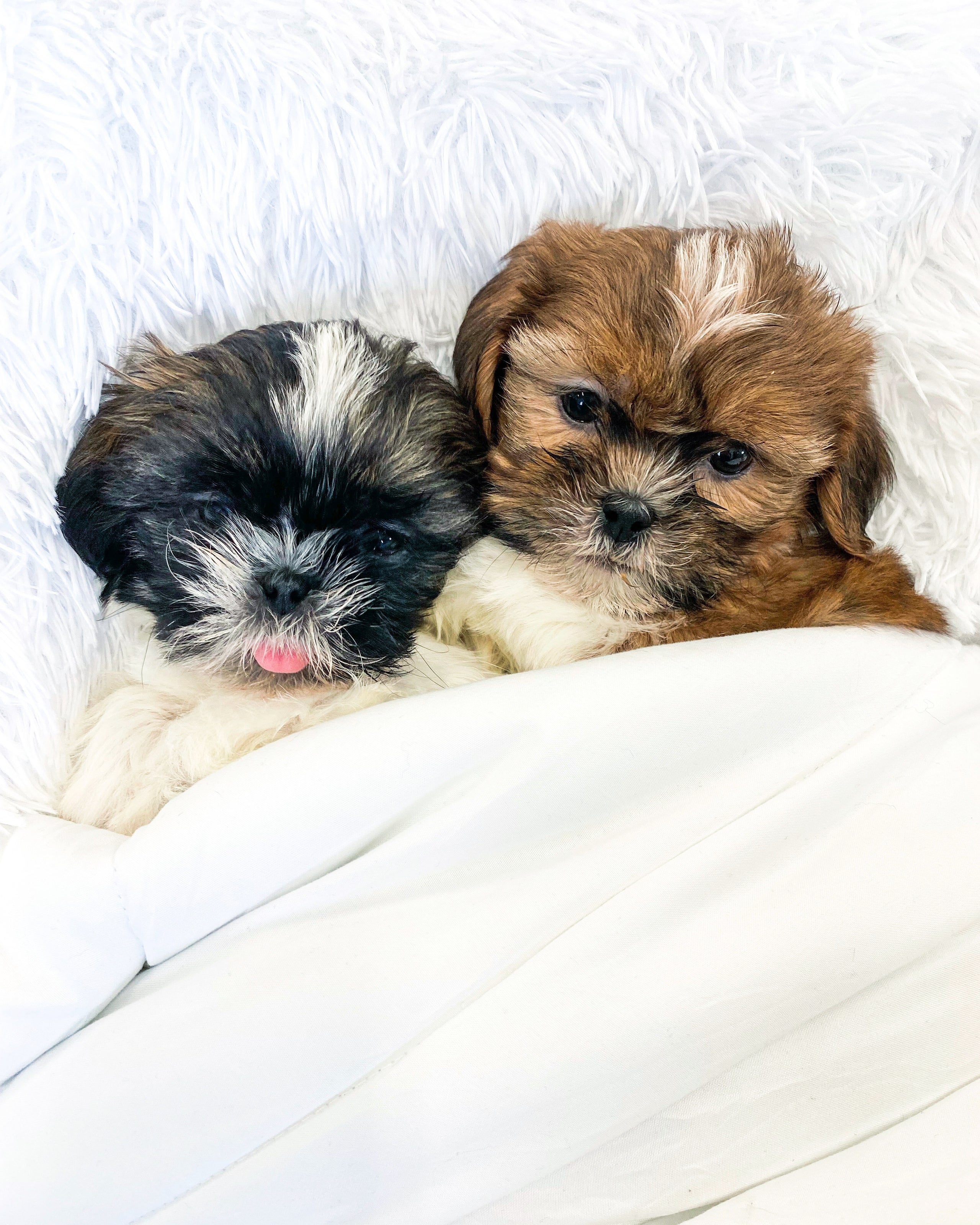 Akc shih tzu puppies for sale online