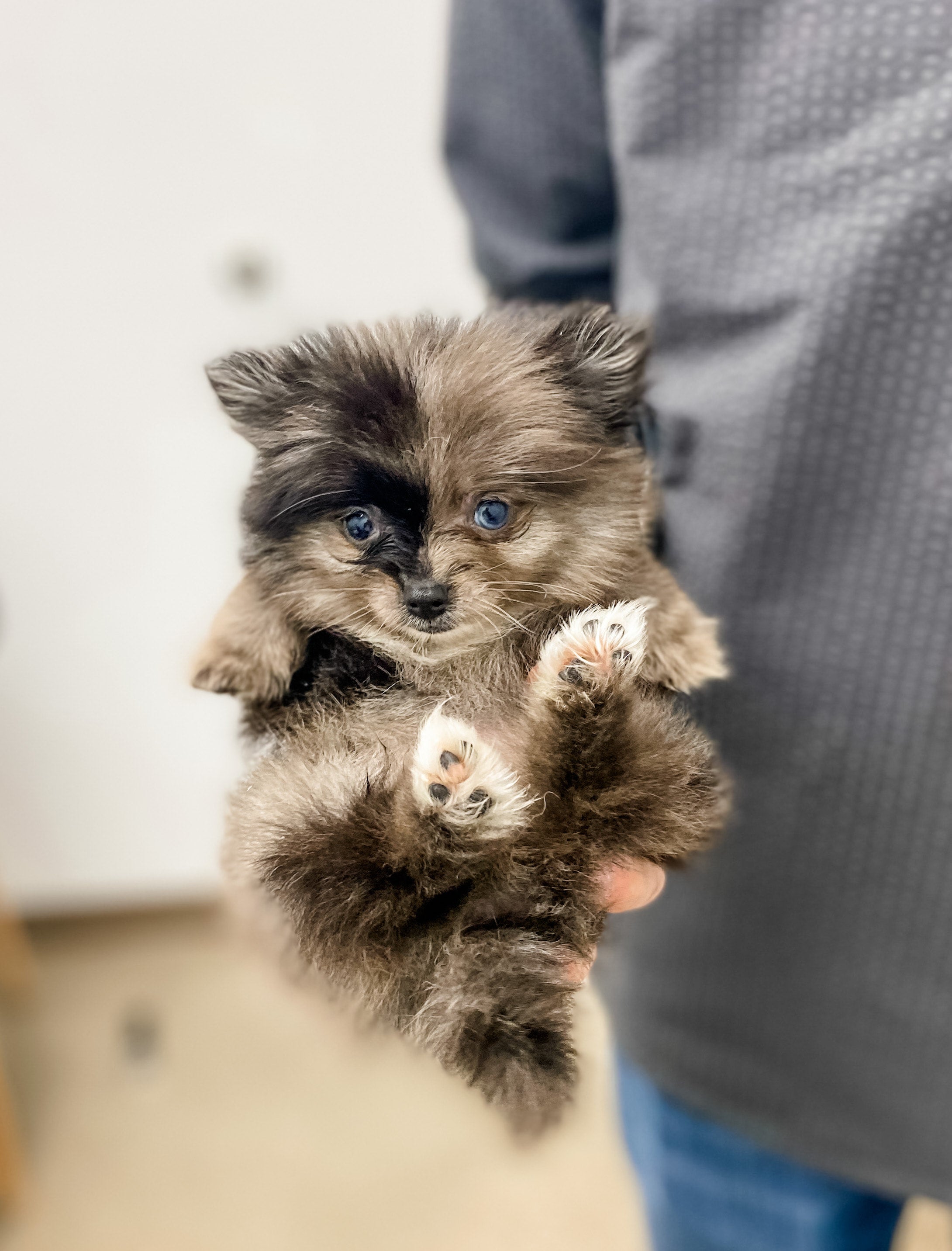 Nala Female Teacup Pomeranian Farmhouse Furbabies