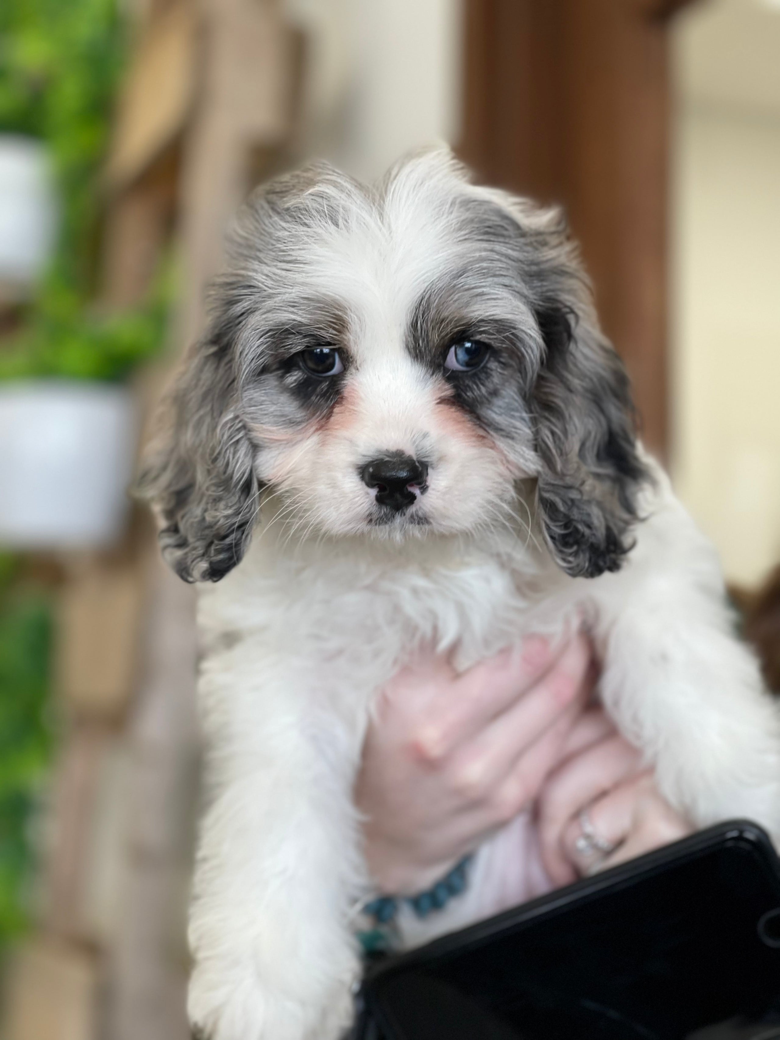 Avery Blue Merle Cavapoo Female Farmhouse Furbabies
