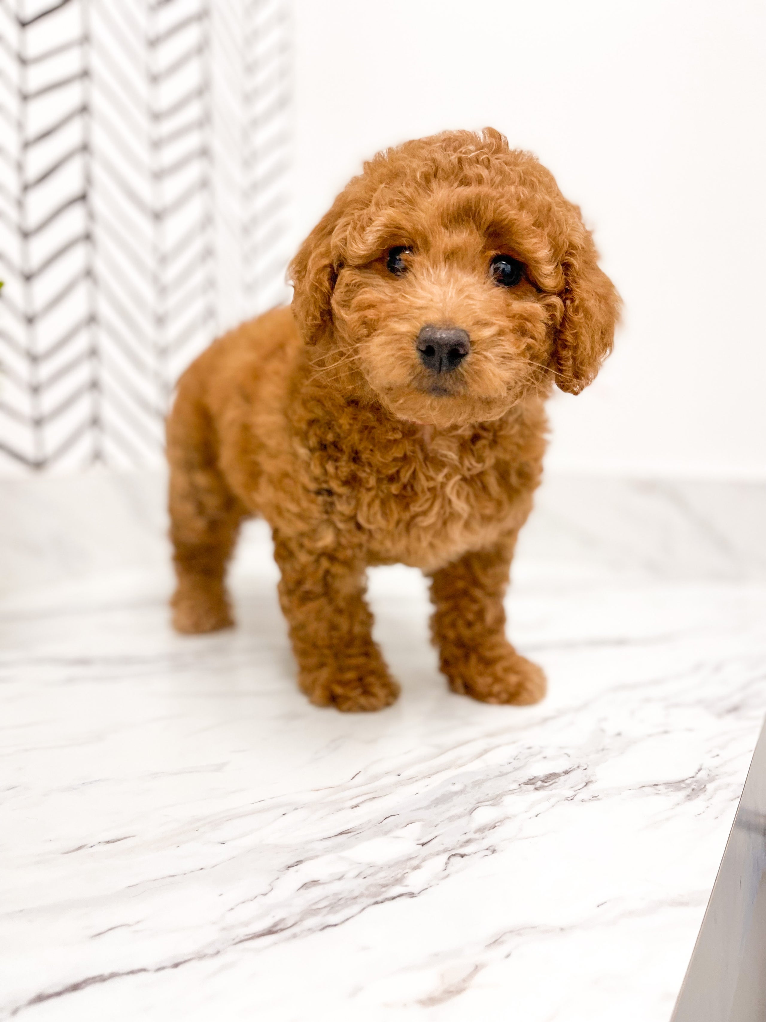 F2b goldendoodle mini 2025