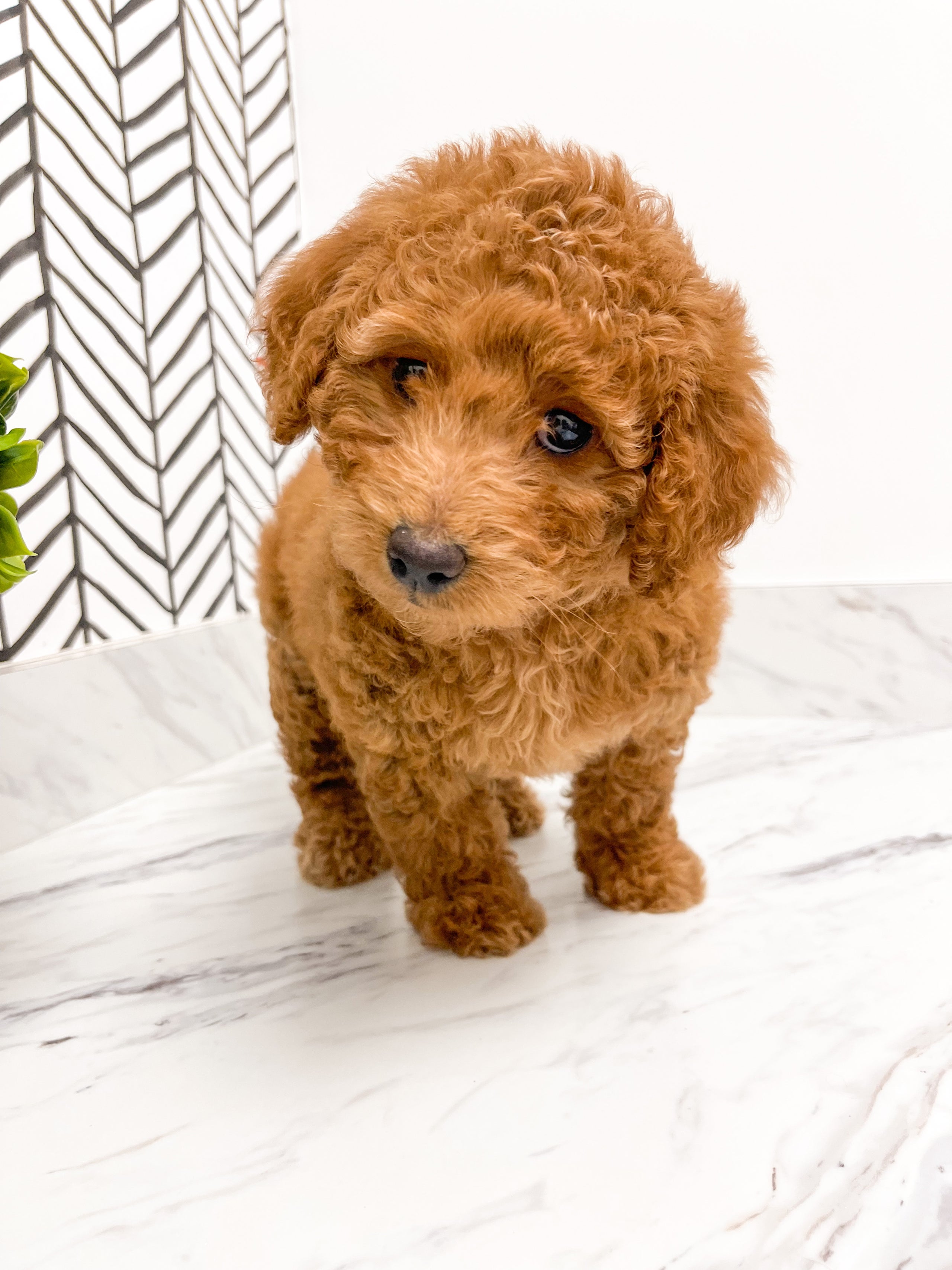 Doodle Dog Breed Registry Shih Tzu Designer Dog Best Registry