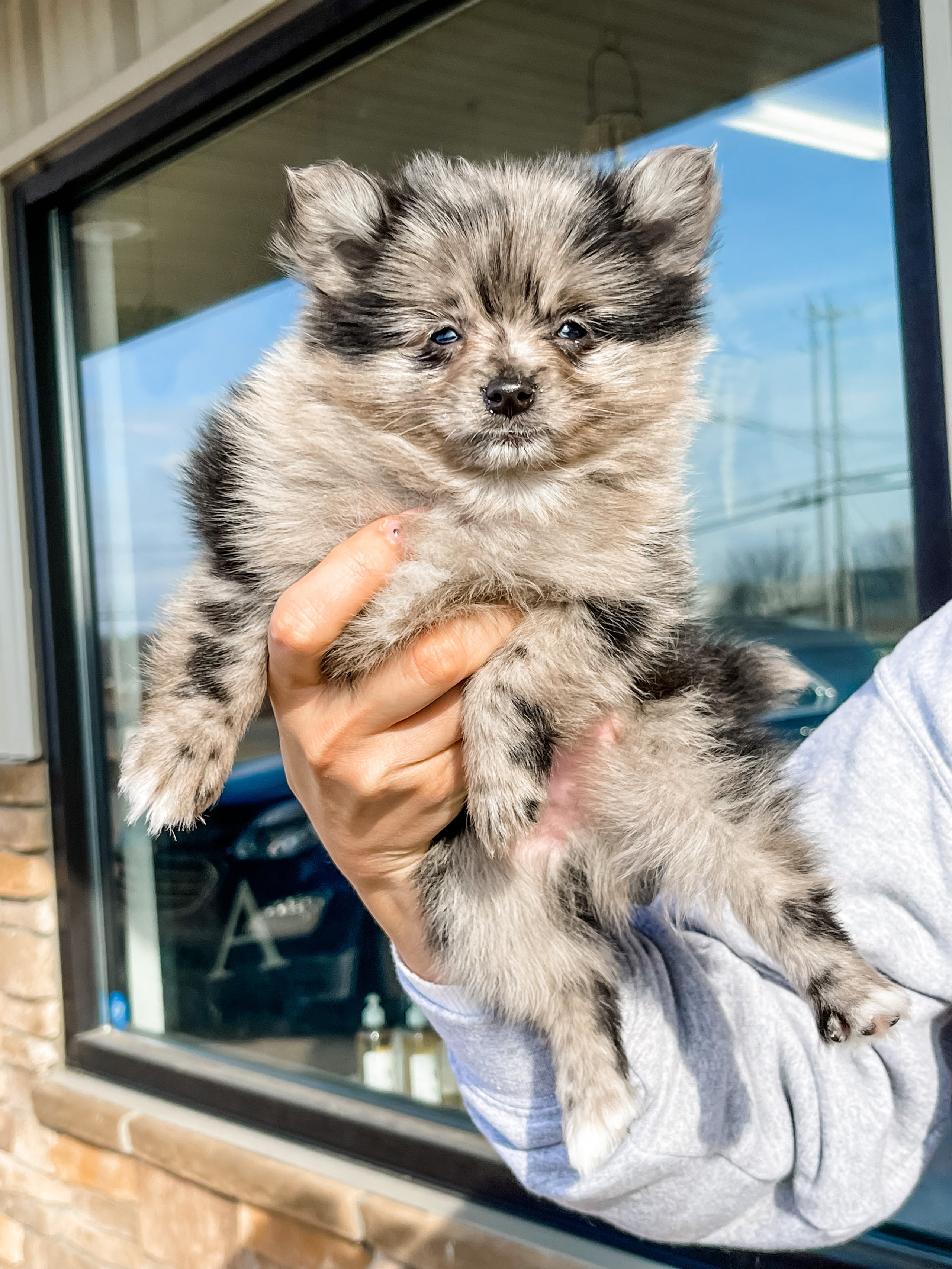 Grey Goose Male Blue Merle Pomeranian Farmhouse Furbabies