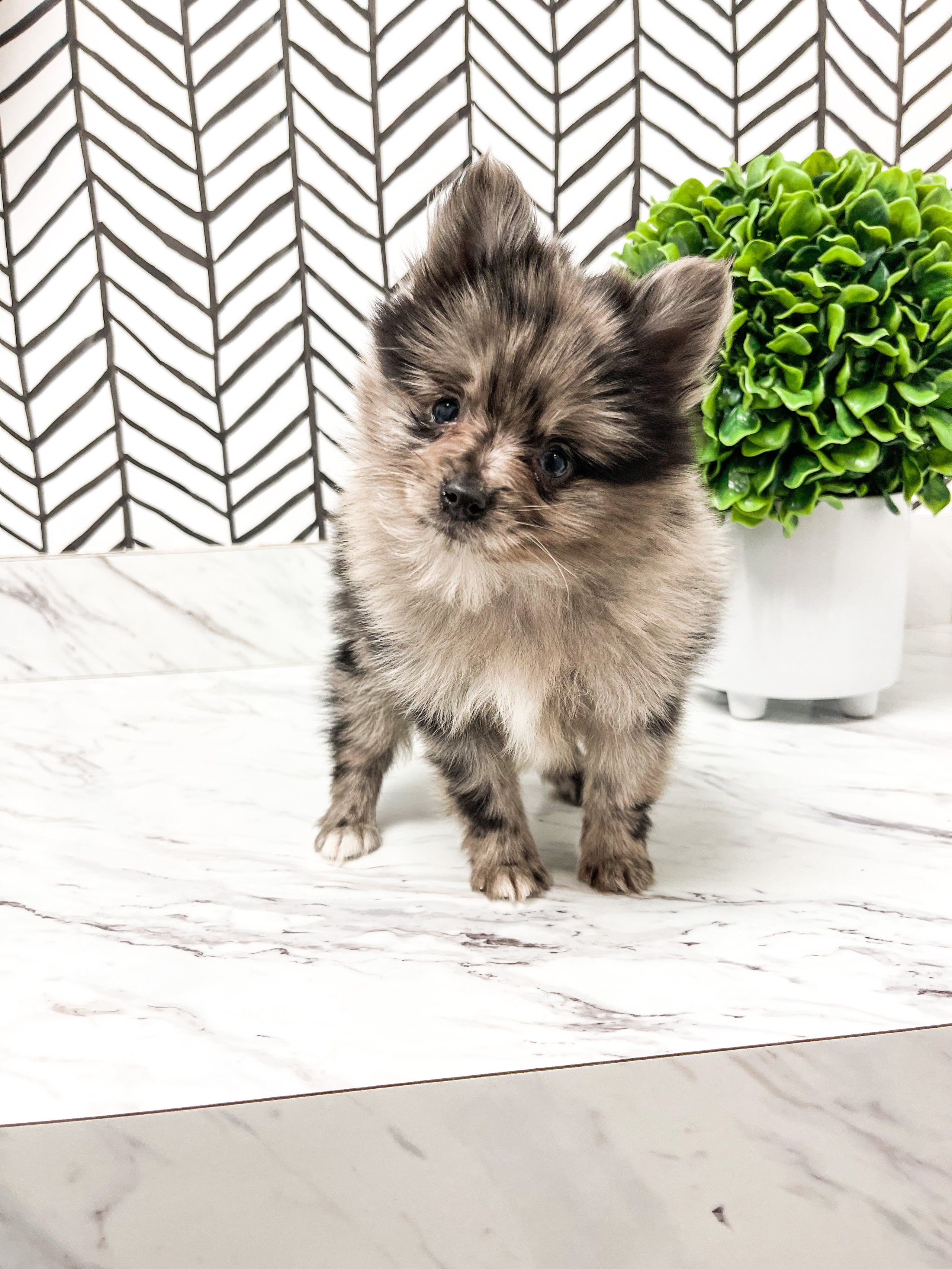 Pomchi merle discount