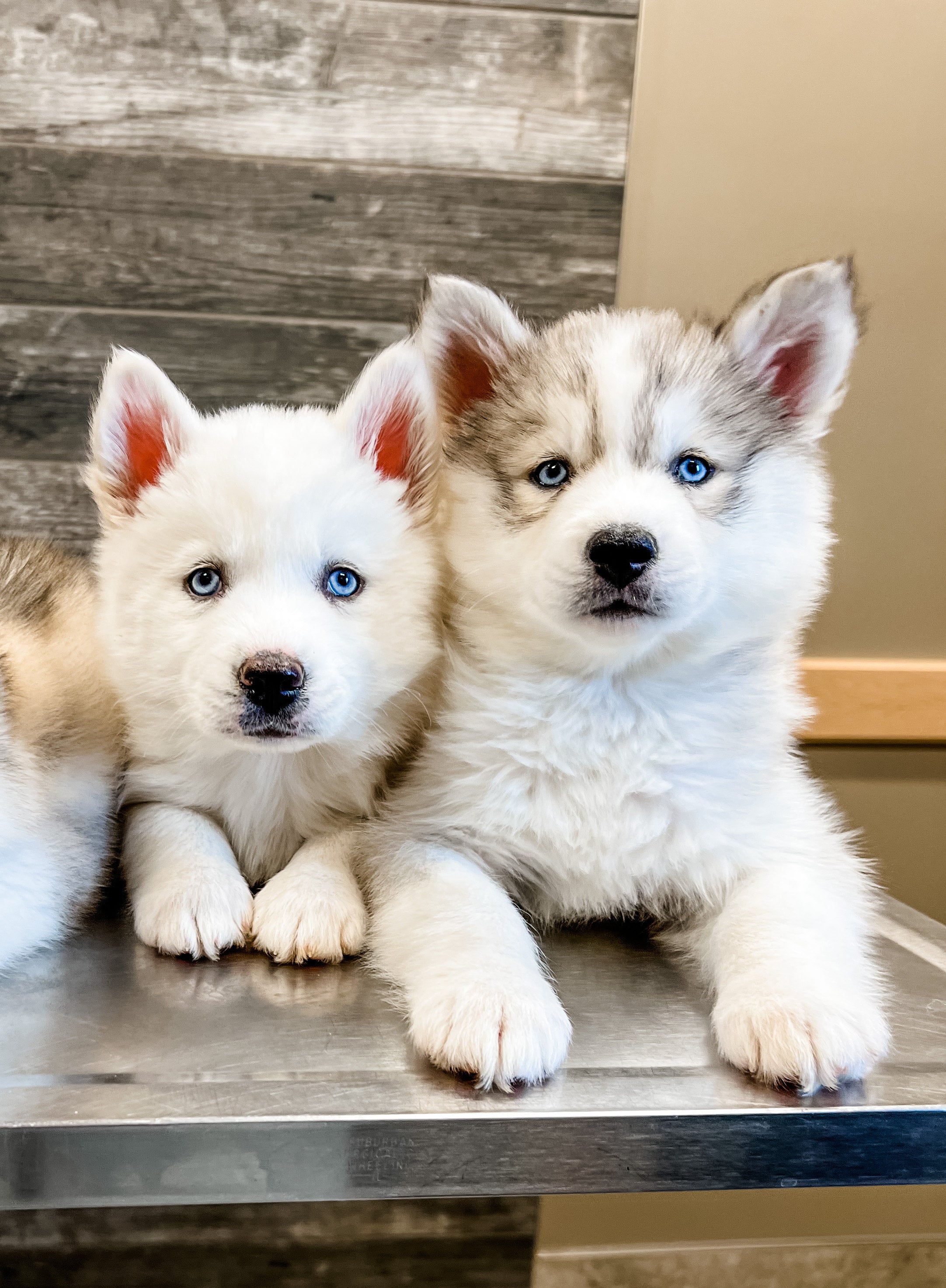 Husky wooly puppy deals
