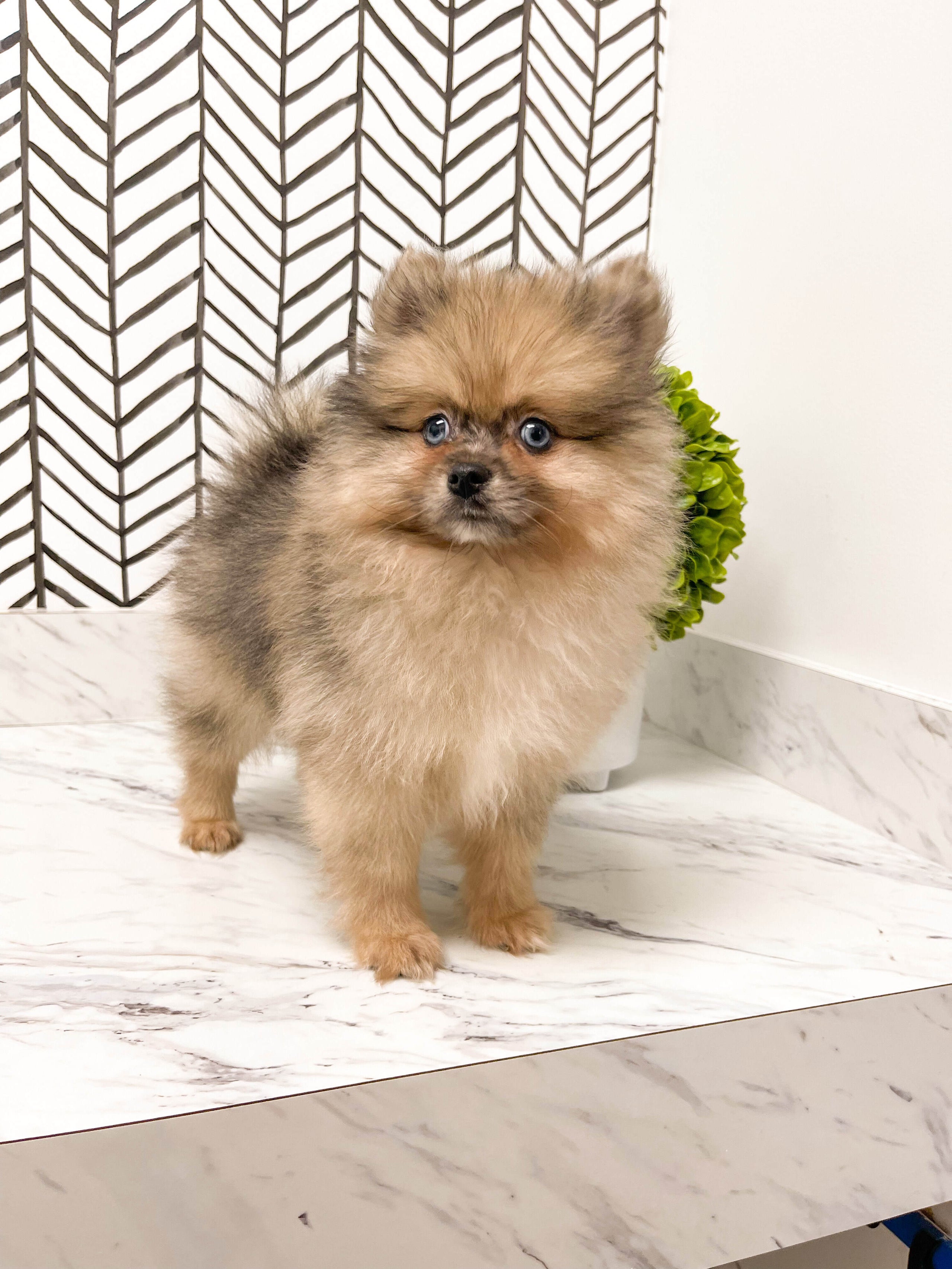 Sable merle pomeranian top