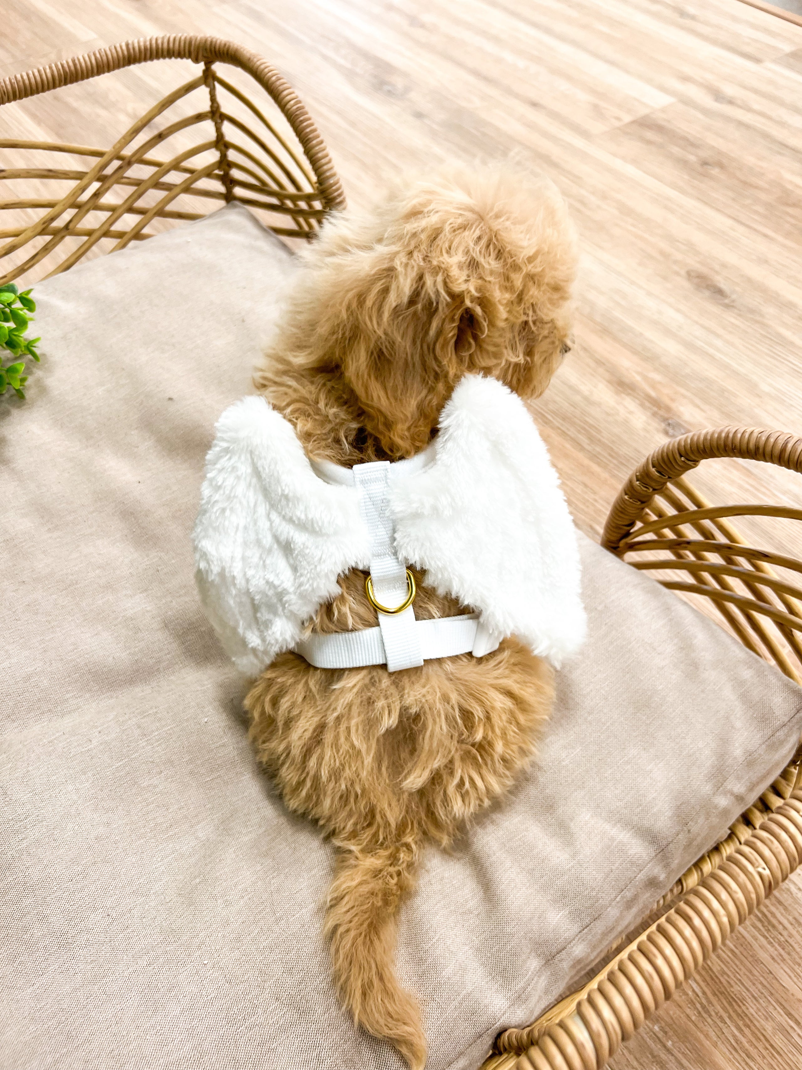 Dog harness top with wings