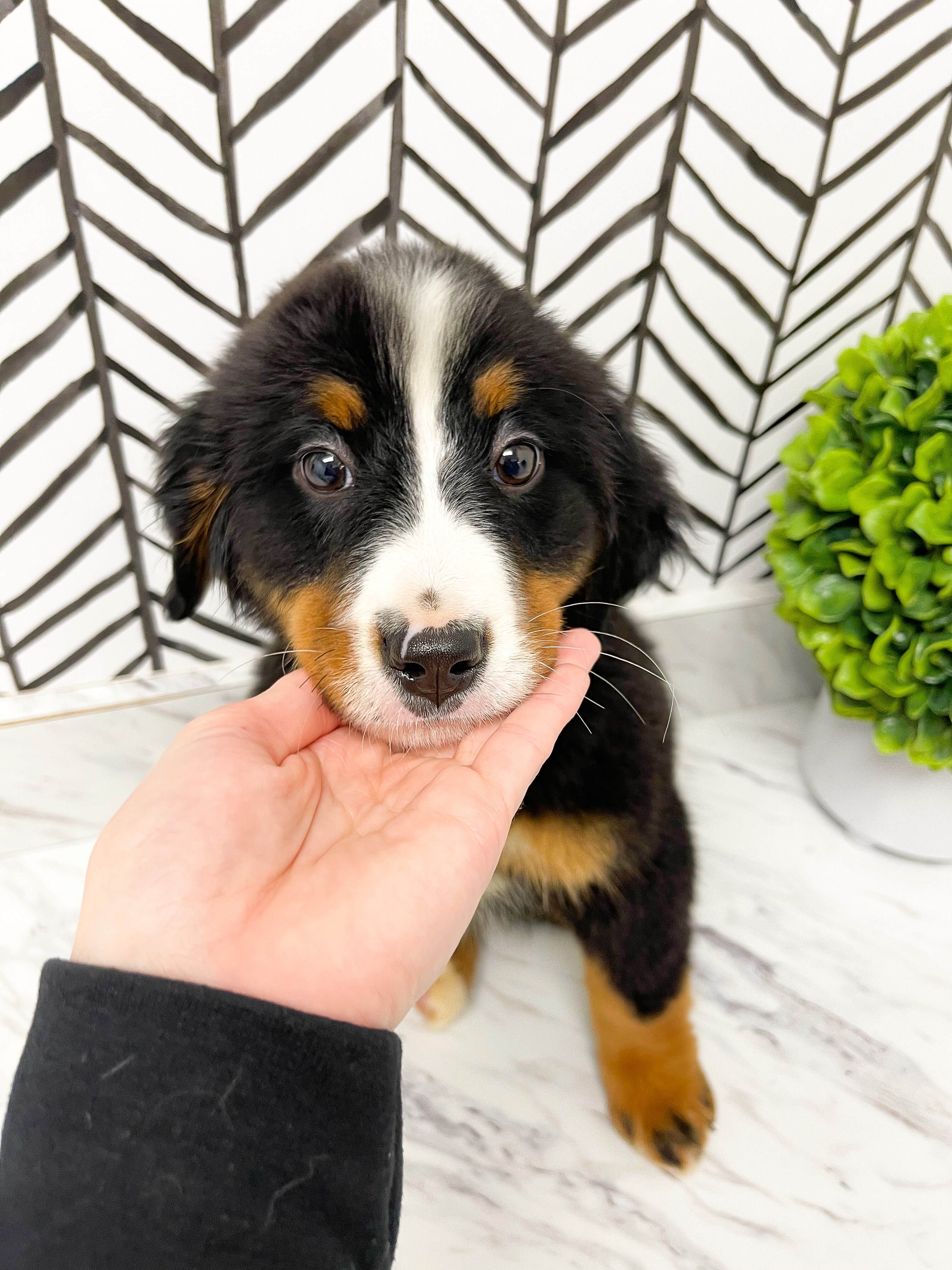 Akc bernese mountain dog puppies online