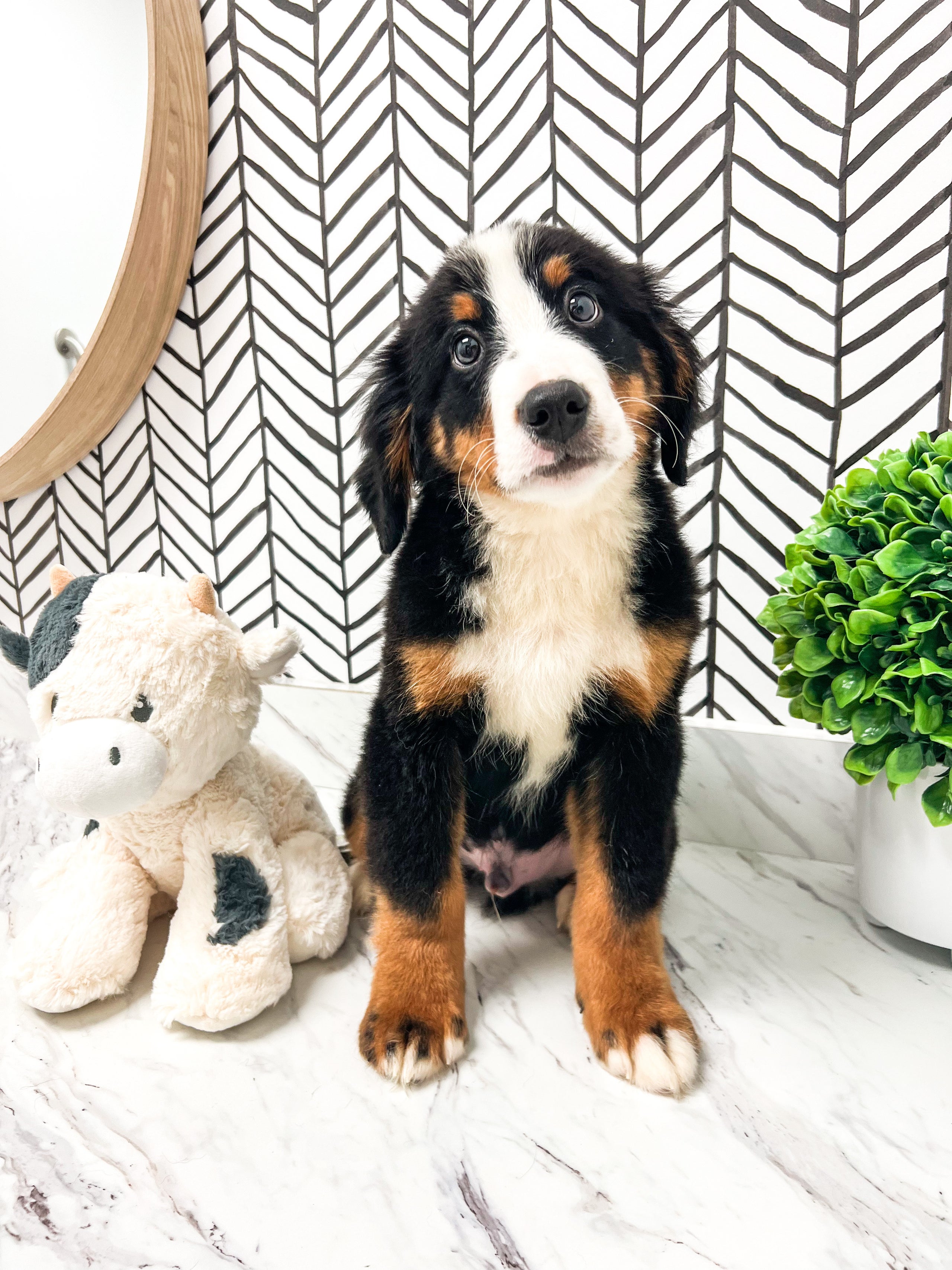 Bernese mountain outlet dog miniature