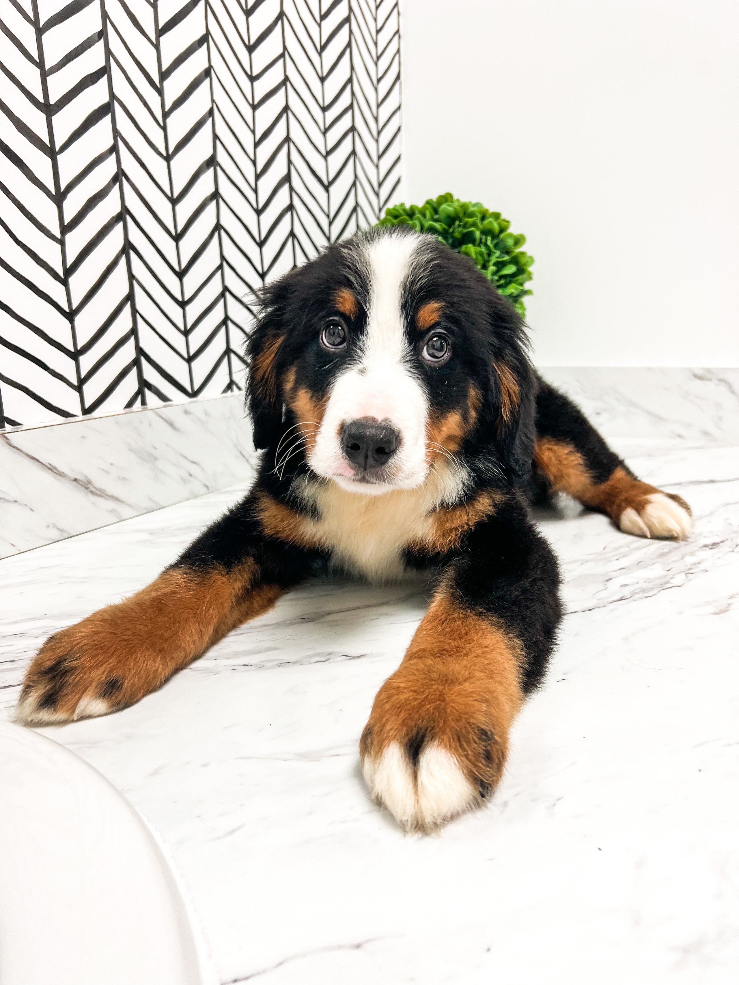 Akc bernese mountain deals dog puppies