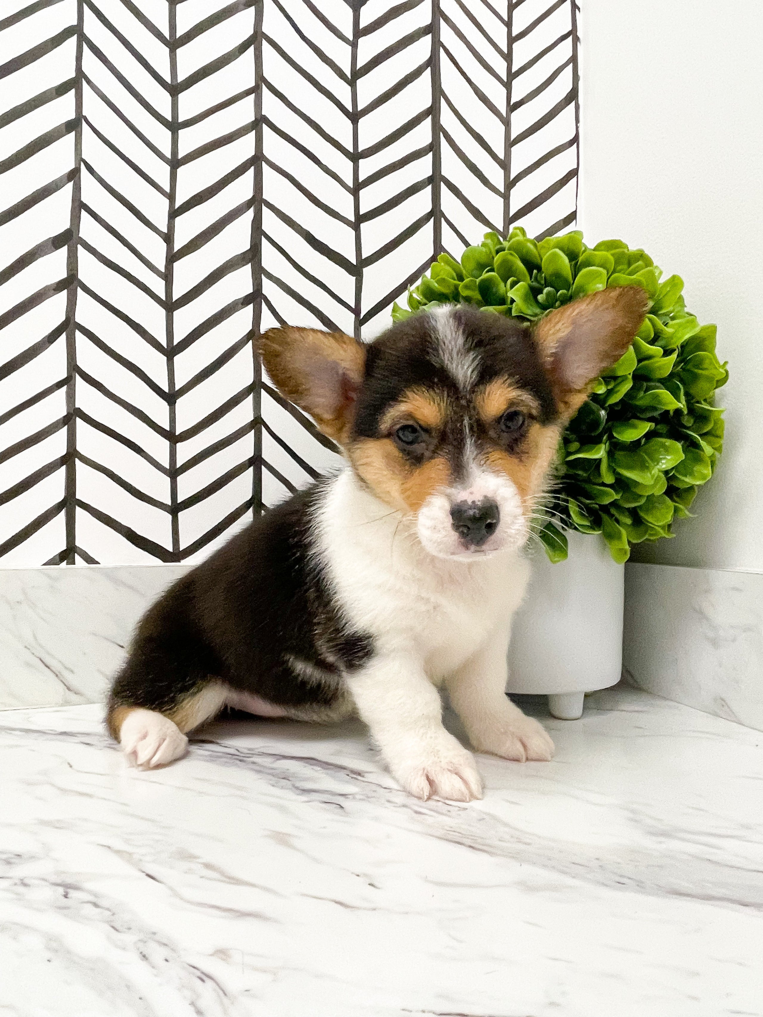 On hold - Peppa-Welsh Corgi-Female ACA | Farmhouse Furbabies