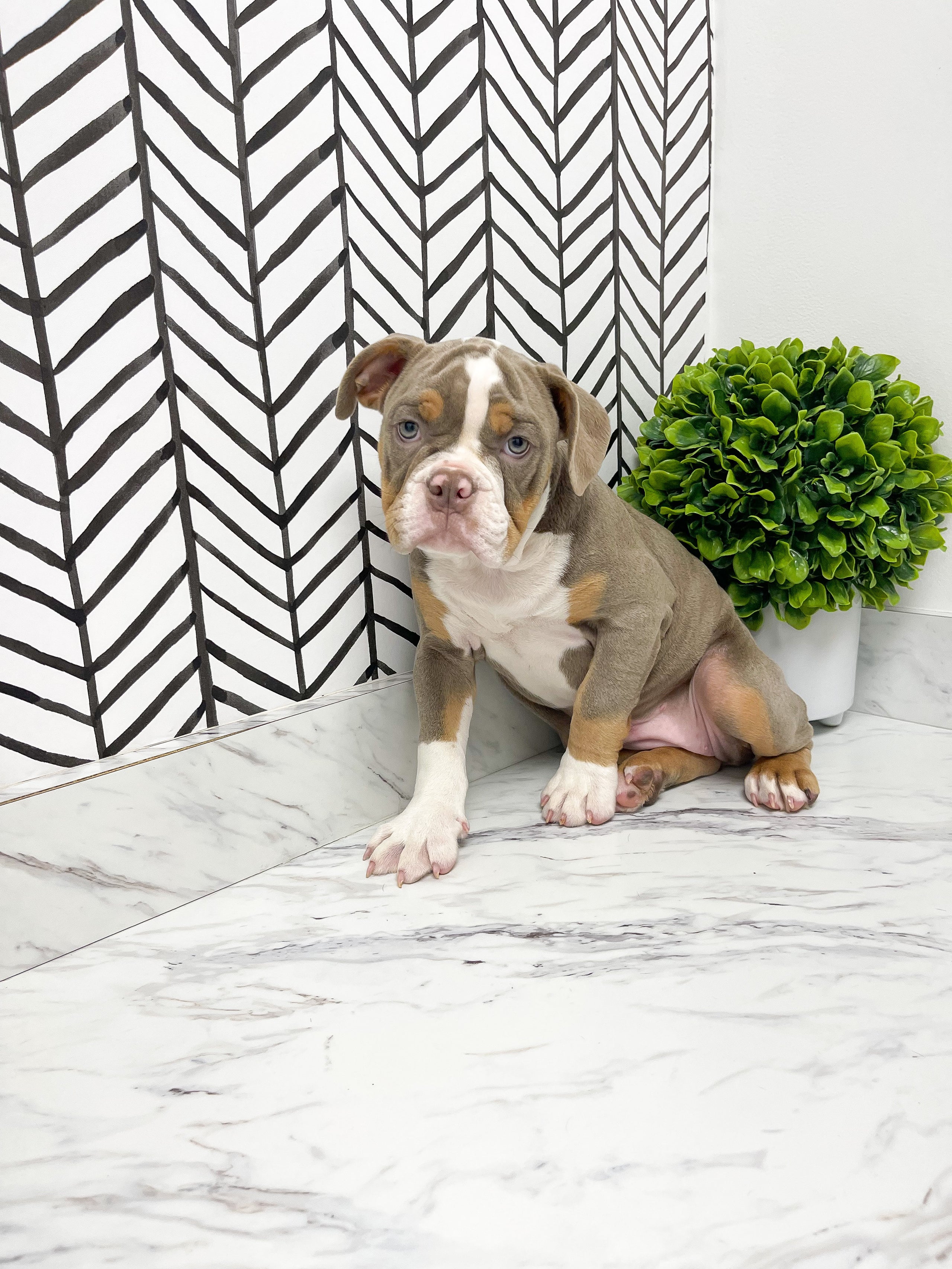 Rihanna Olde English Bulldog IOEBA Female Farmhouse Furbabies