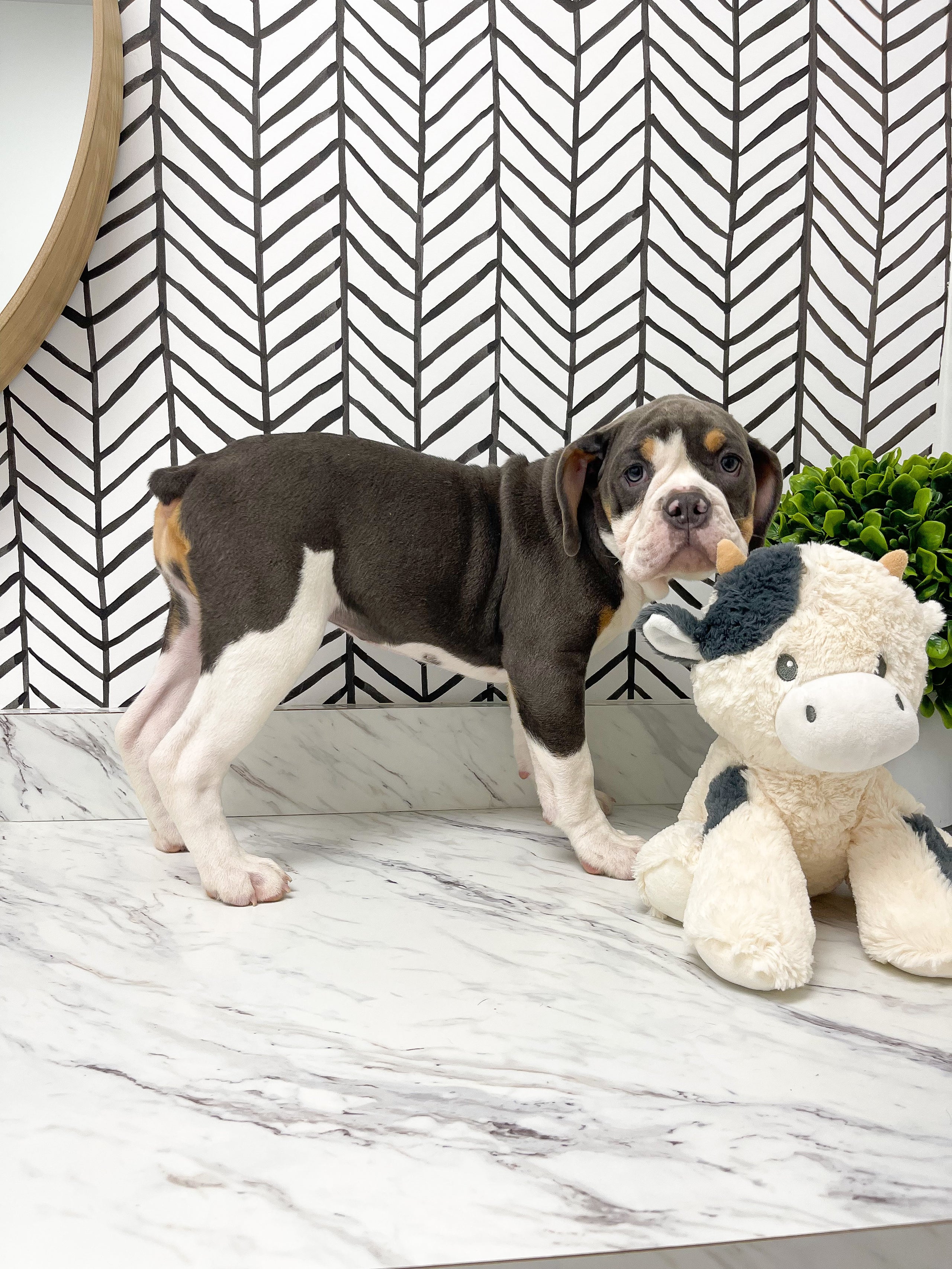 Ioeba dog hot sale