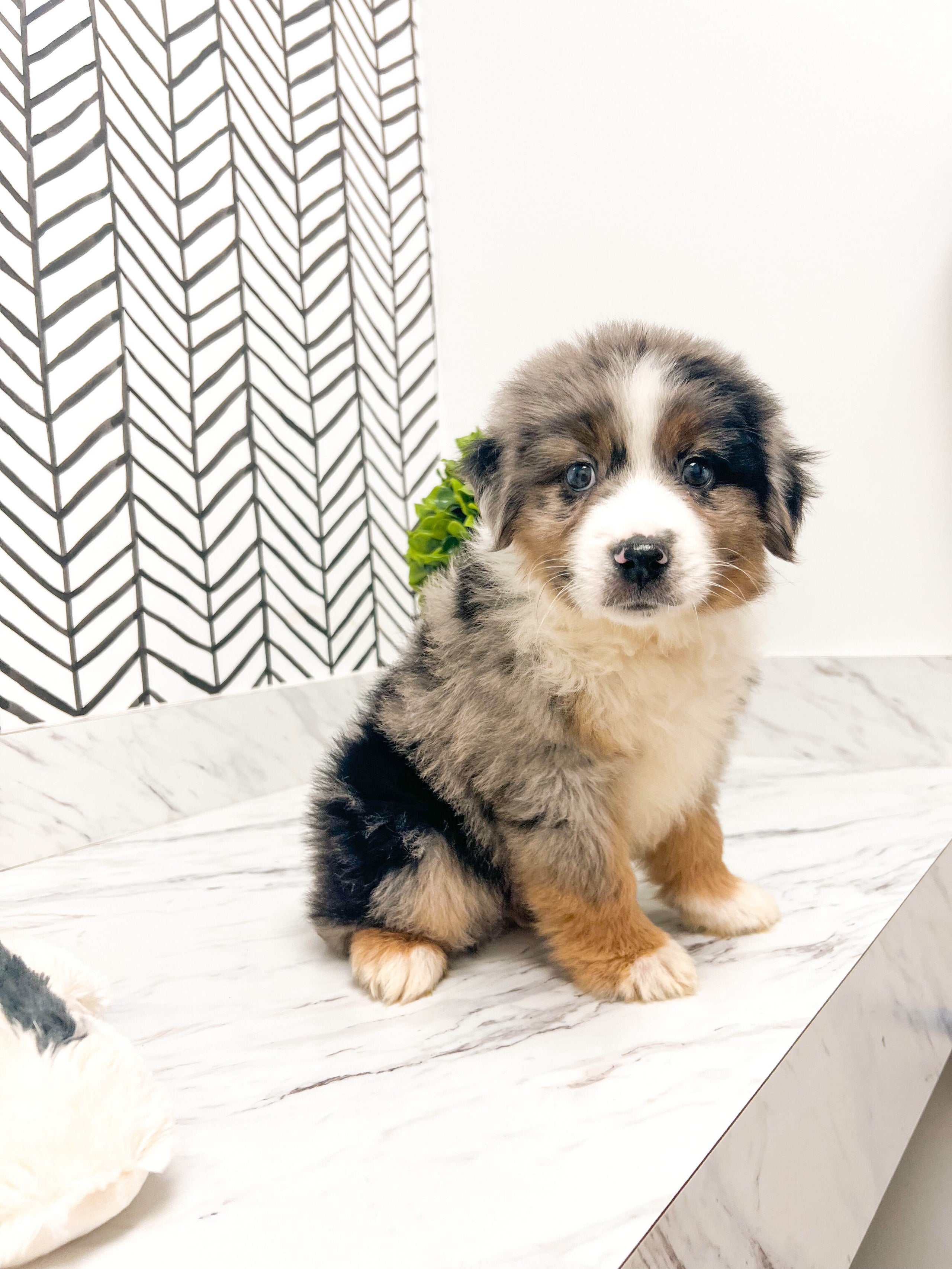 Miniature australian shepherd akc top
